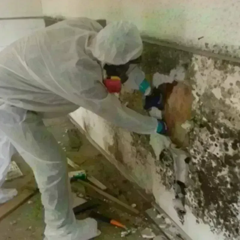 Mold Remediation and Removal in Velva, ND